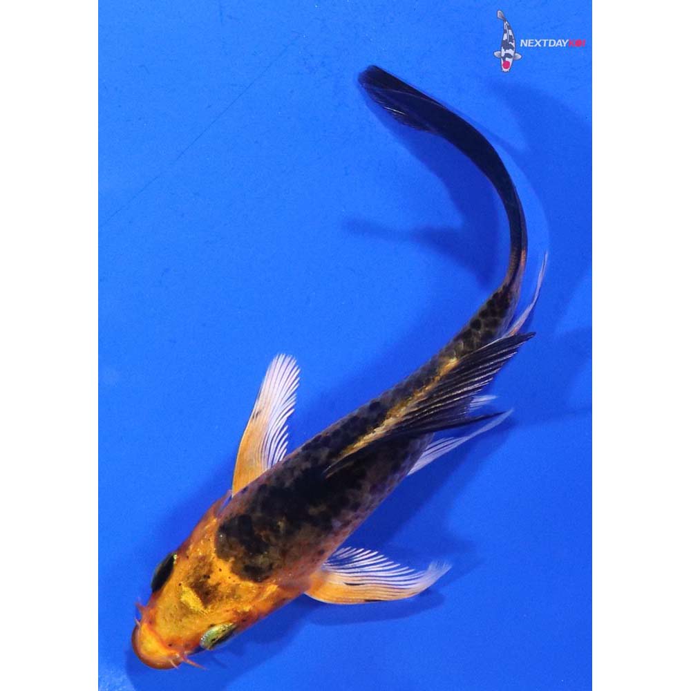 3.5” Imported Kin Aka Bekko Butterfly Koi
