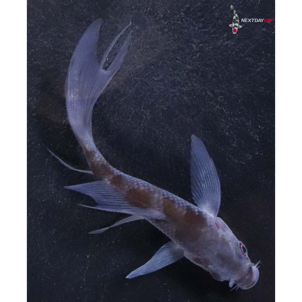 3.5” Imported Ochiba Shigure Butterfly Koi