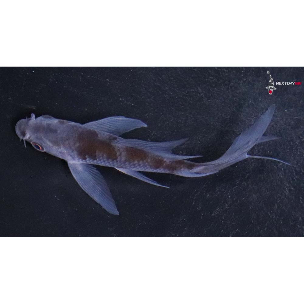 3.5” Imported Ochiba Shigure Butterfly Koi