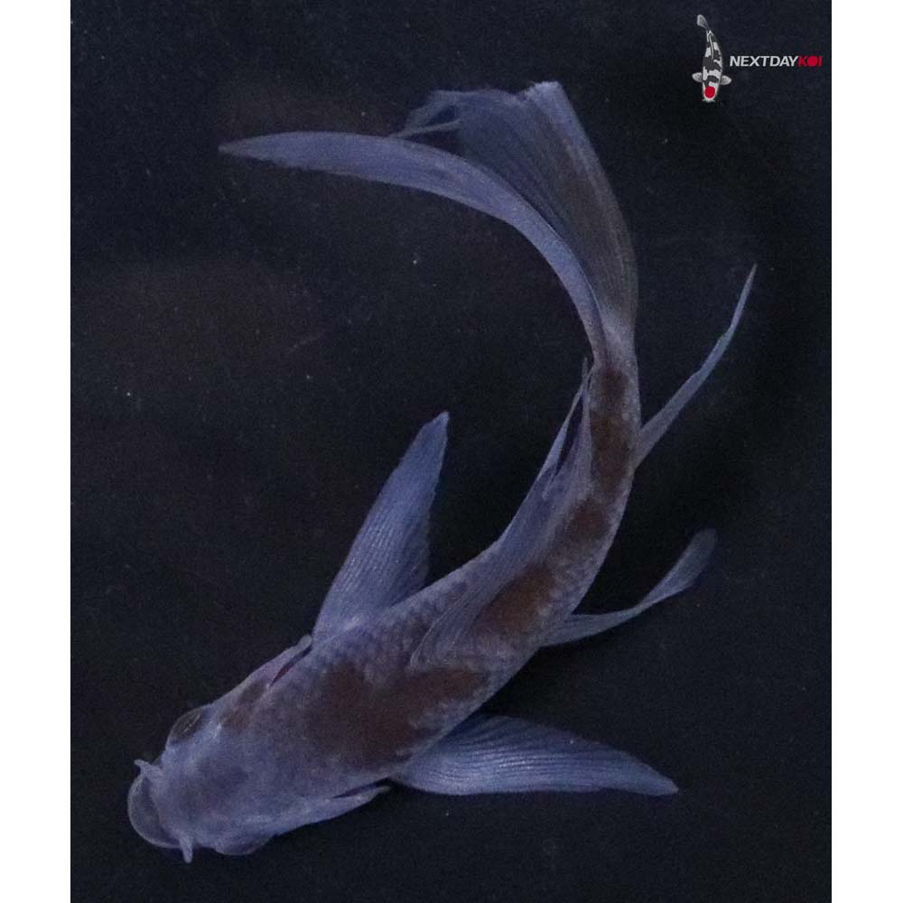 3.5” Imported Ochiba Shigure Butterfly Koi