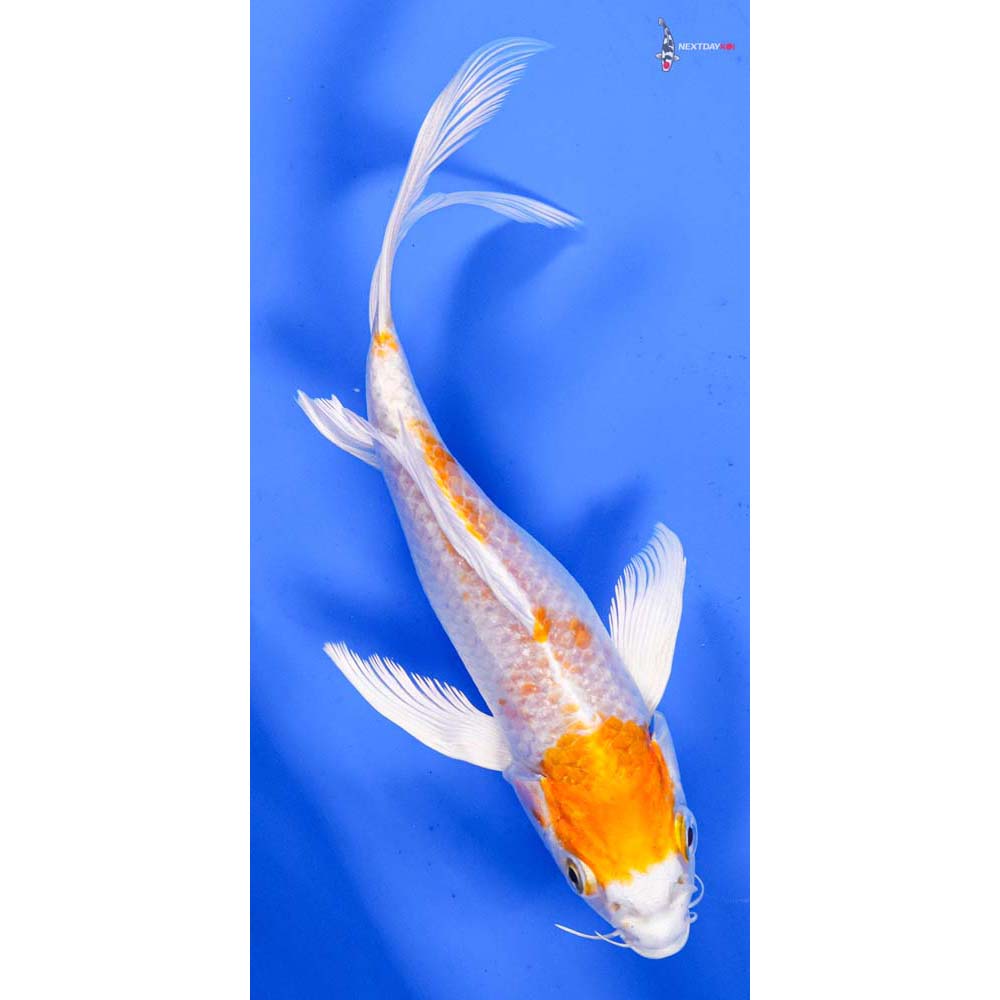 6” Imported Hariwake Butterfly Koi