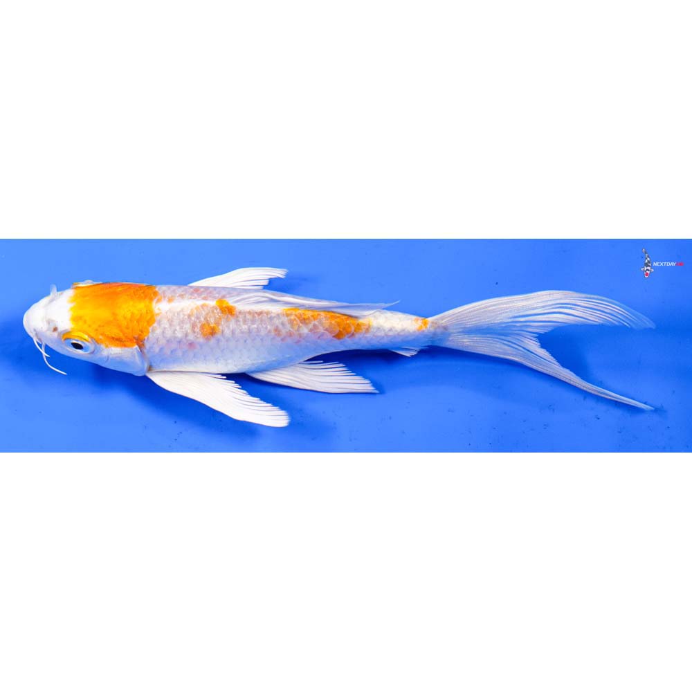 6” Imported Hariwake Butterfly Koi