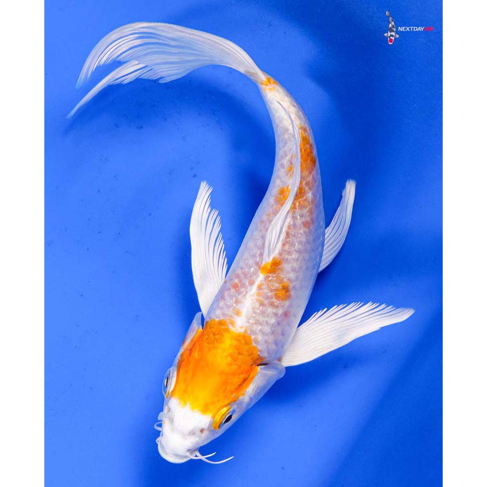 6” Imported Hariwake Butterfly Koi