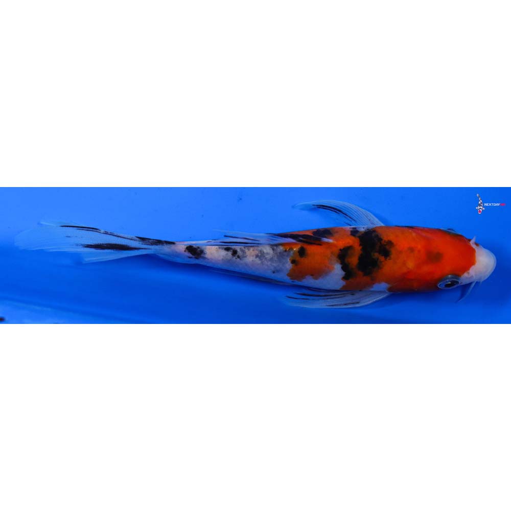 6” Imported Sanke Butterfly Koi