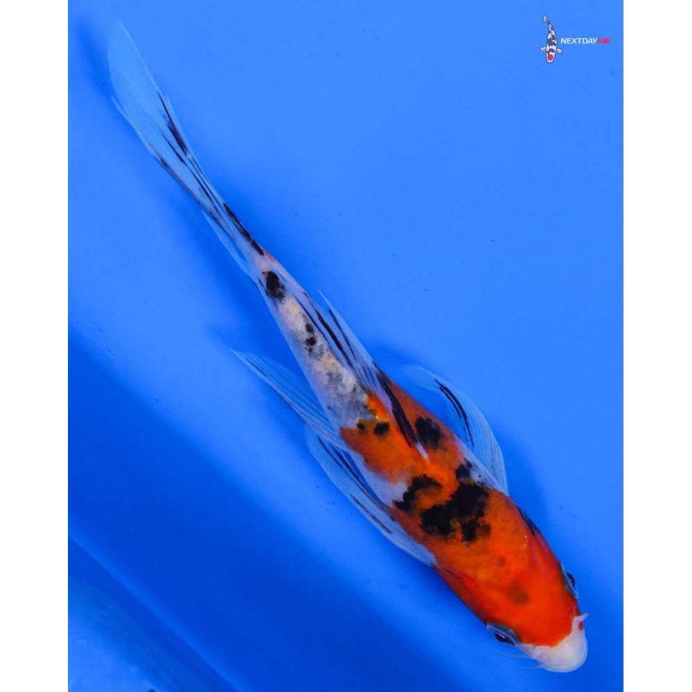 6” Imported Sanke Butterfly Koi