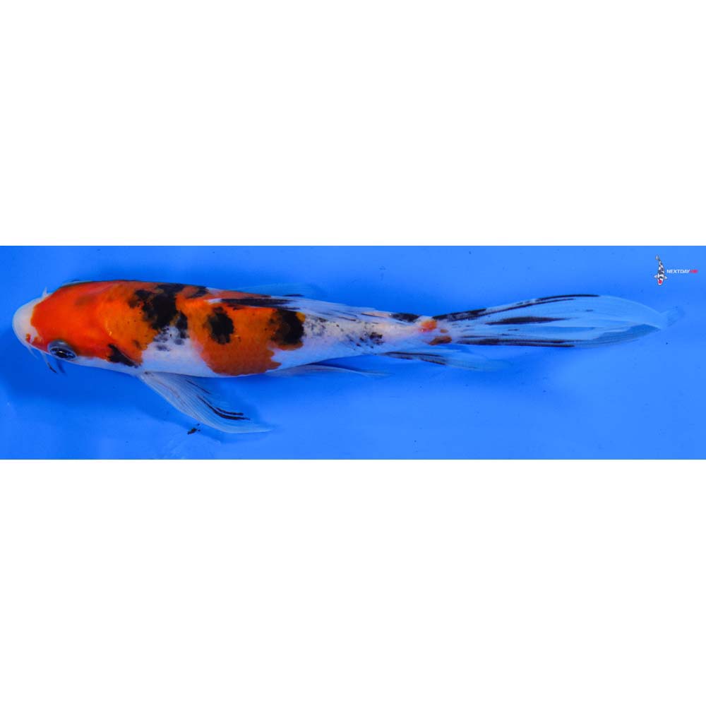 6” Imported Sanke Butterfly Koi