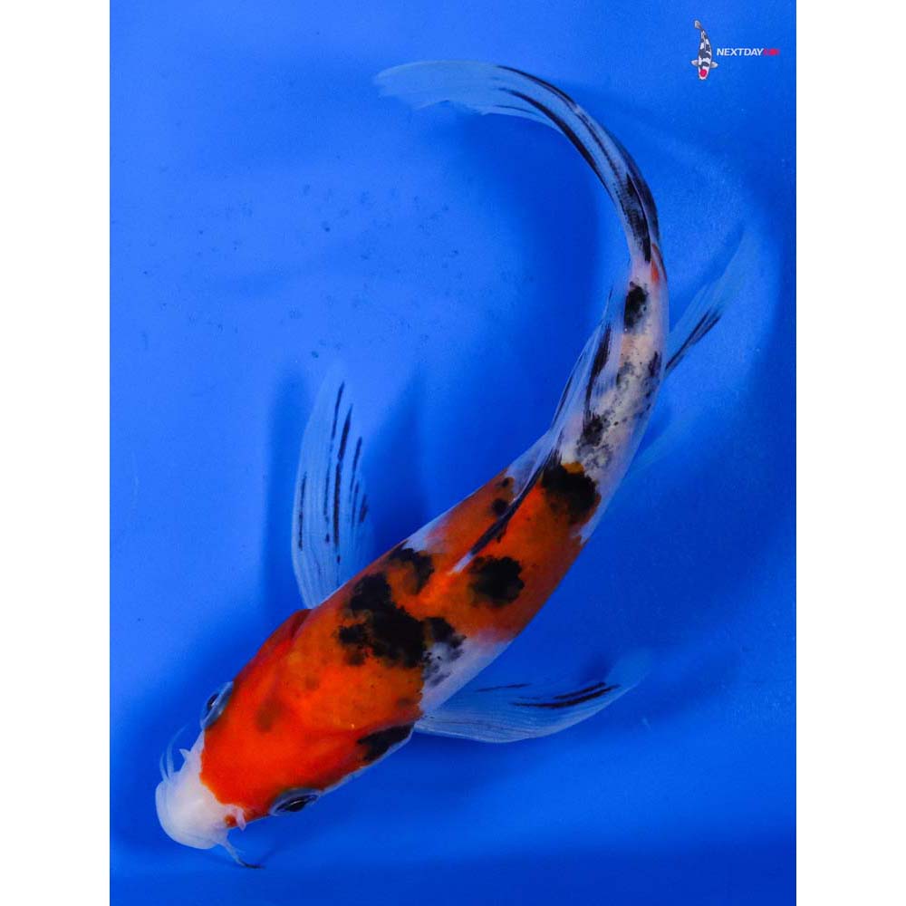 6” Imported Sanke Butterfly Koi