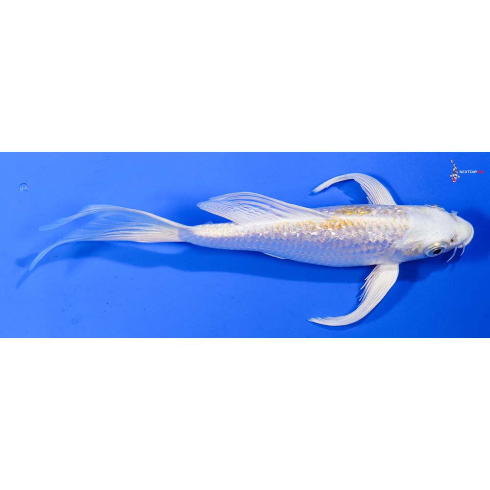 6.5” Imported Gin Rin Lemon Hariwake Butterfly Koi