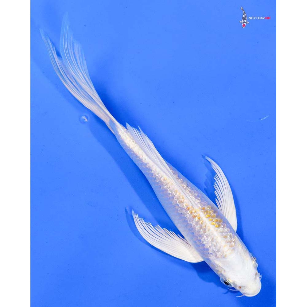 6.5” Imported Gin Rin Lemon Hariwake Butterfly Koi