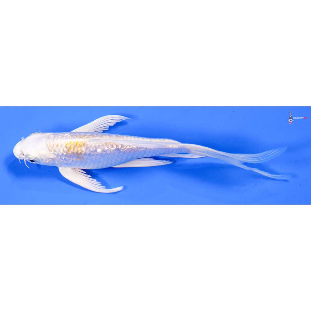 6.5” Imported Gin Rin Lemon Hariwake Butterfly Koi