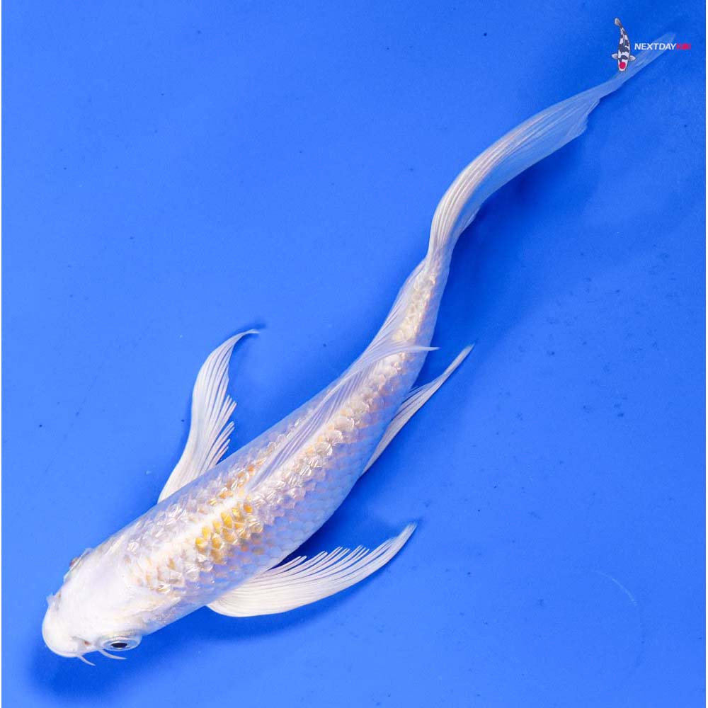 6.5” Imported Gin Rin Lemon Hariwake Butterfly Koi