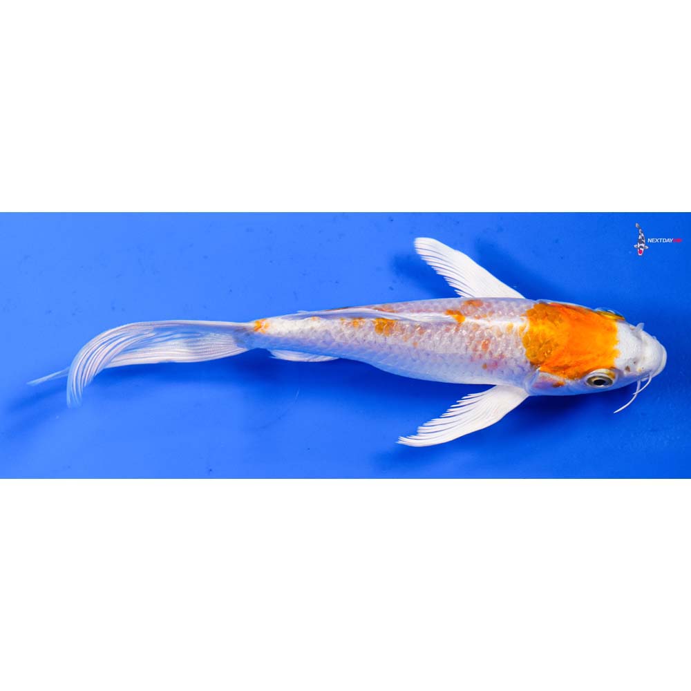6” Imported Hariwake Butterfly Koi