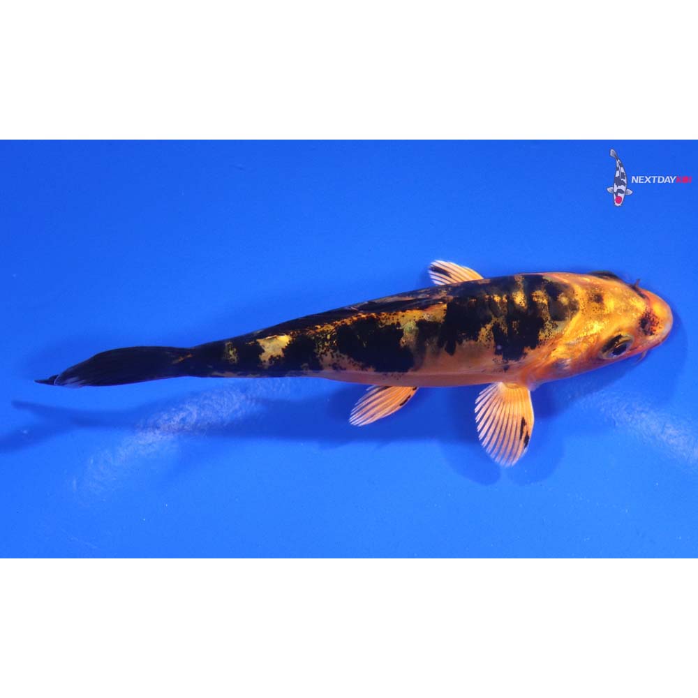 4.5” Imported Doitsu Aka Bekko