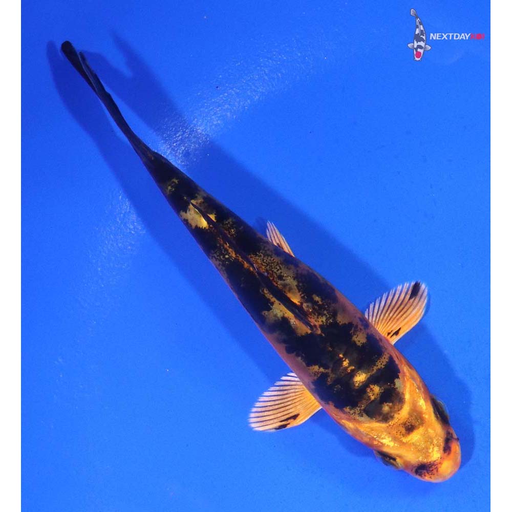 4.5” Imported Doitsu Aka Bekko