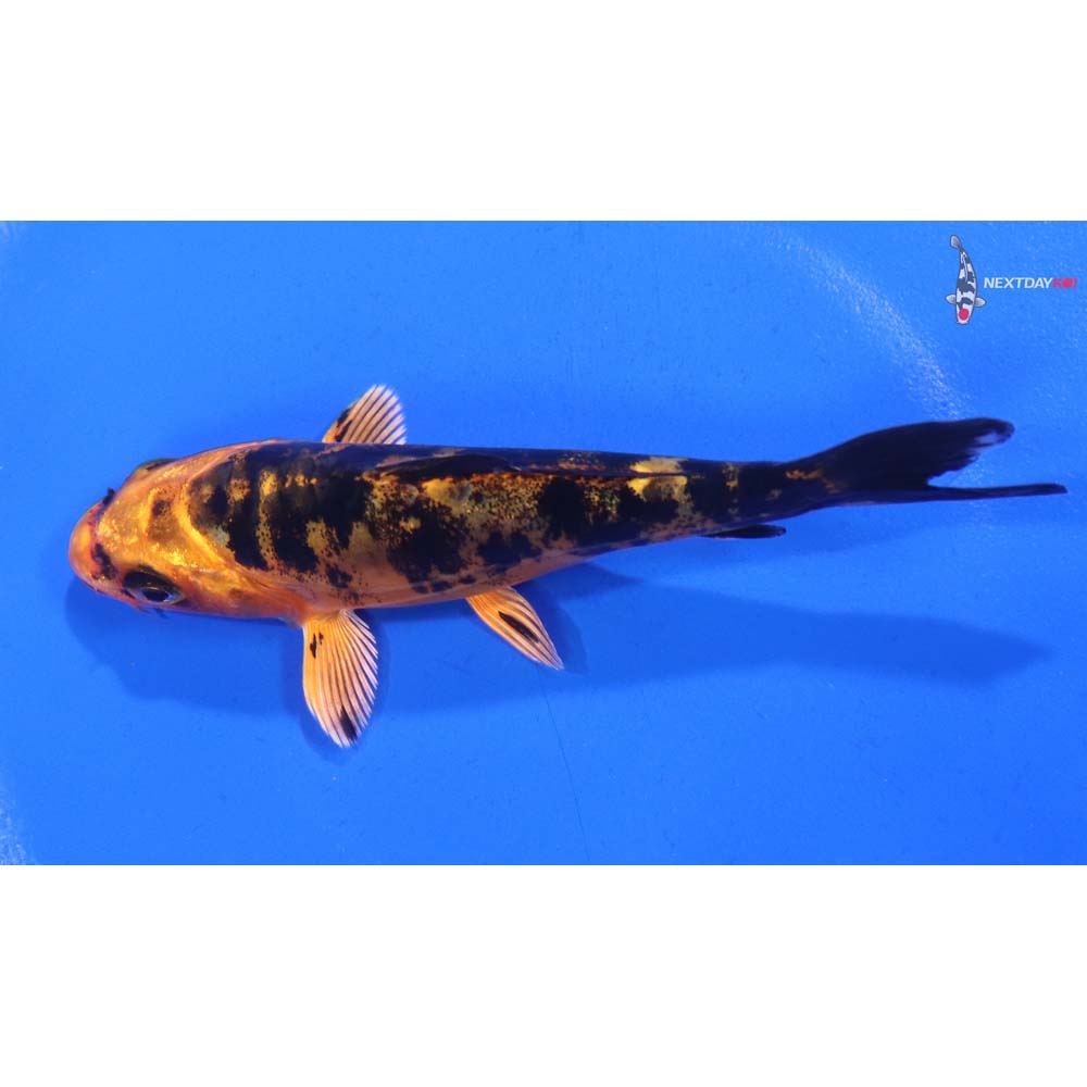 4.5” Imported Doitsu Aka Bekko