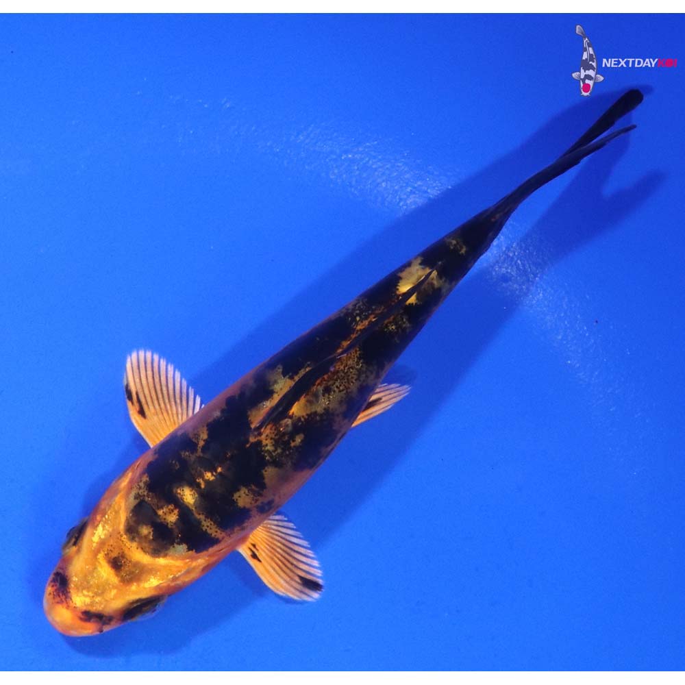 4.5” Imported Doitsu Aka Bekko