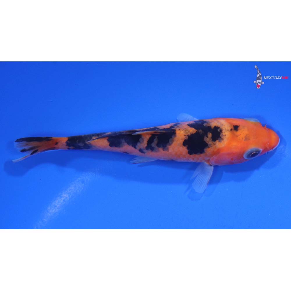 4.5” Imported Aka Bekko