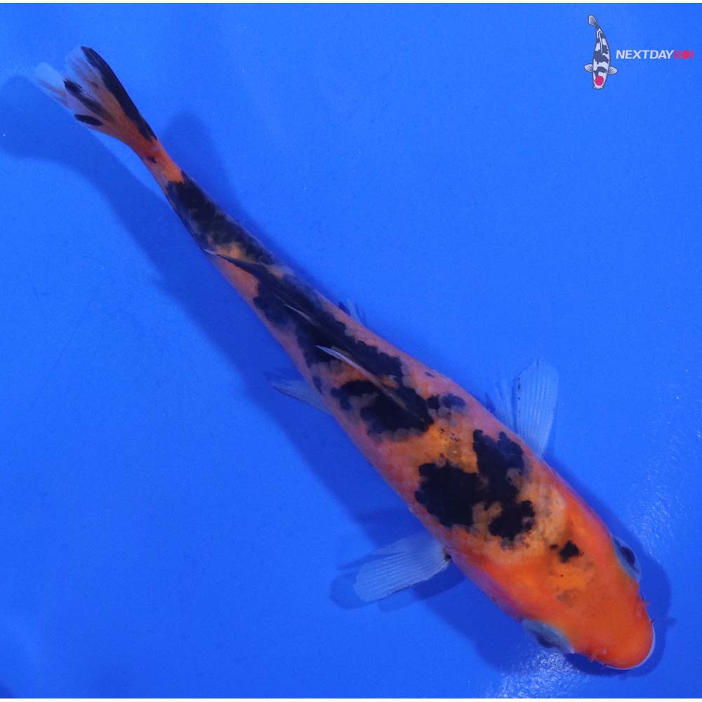 4.5” Imported Aka Bekko