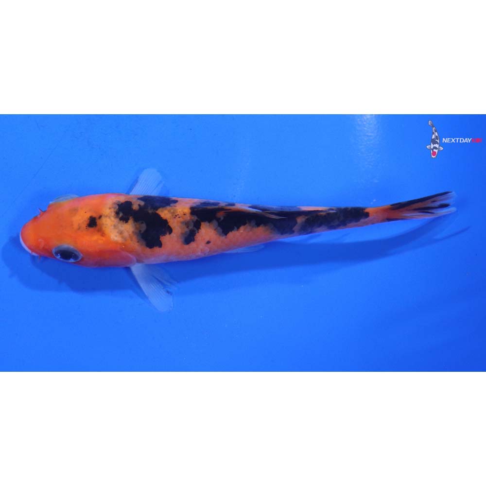 4.5” Imported Aka Bekko