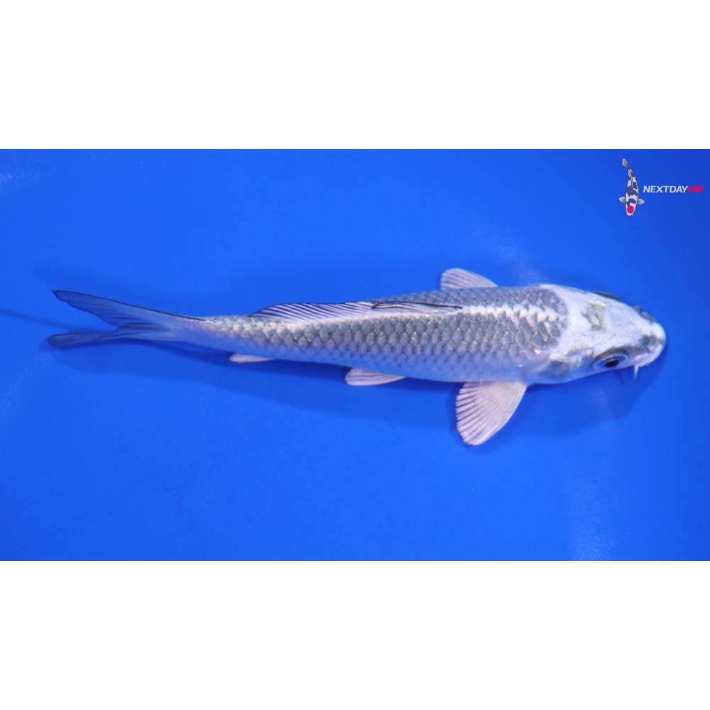 4.5” Imported Gin Matsuba