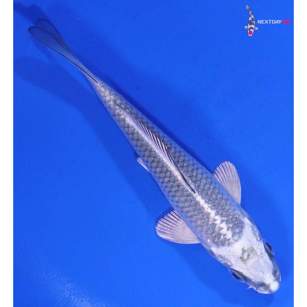 4.5” Imported Gin Matsuba