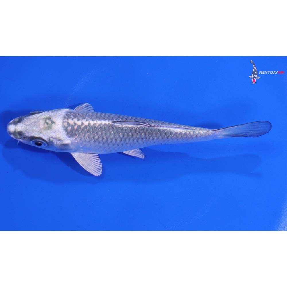 4.5” Imported Gin Matsuba