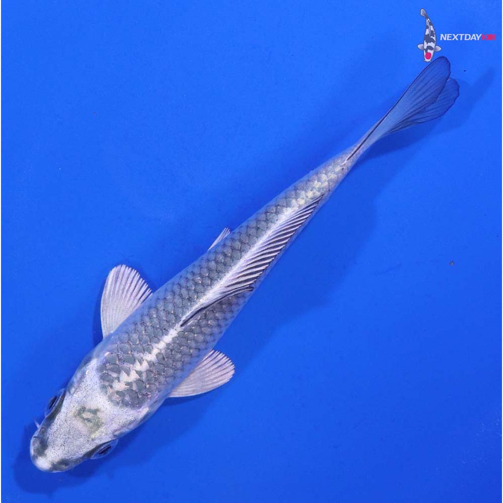 4.5” Imported Gin Matsuba