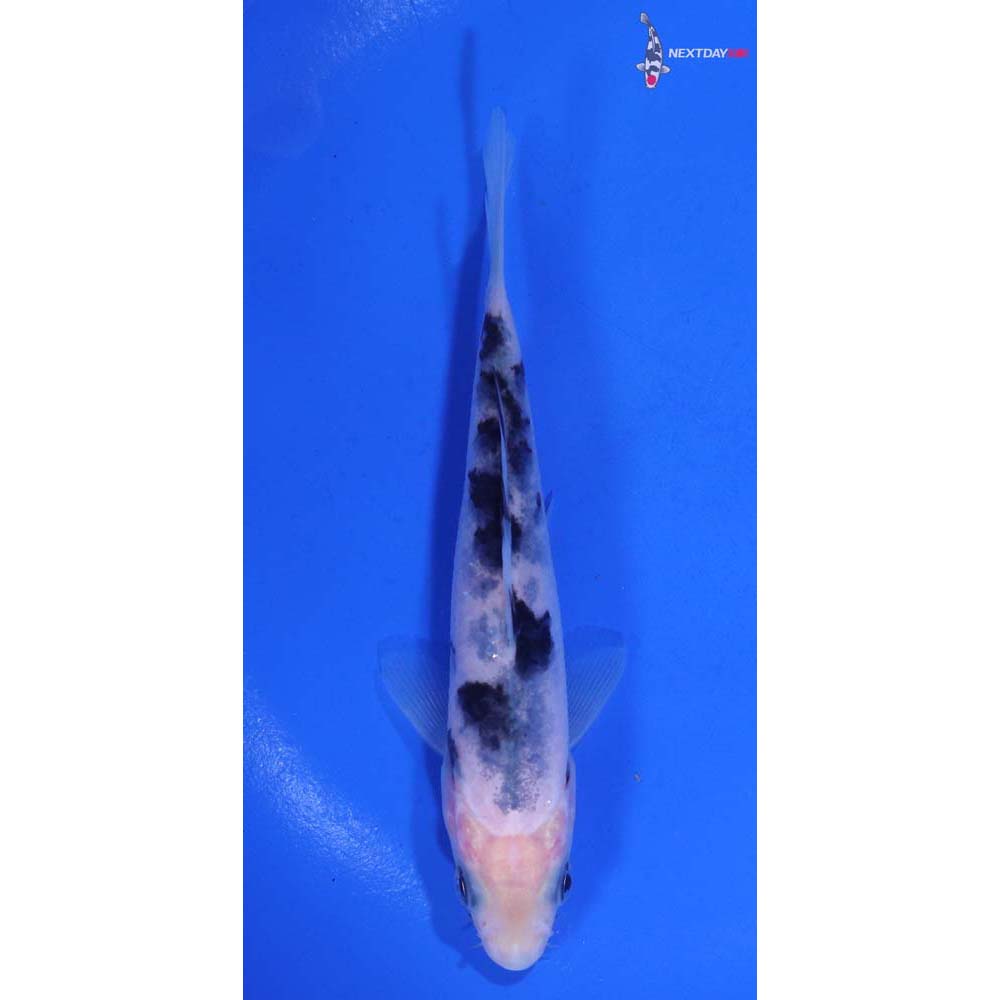 4.5” Imported Shiro Bekko