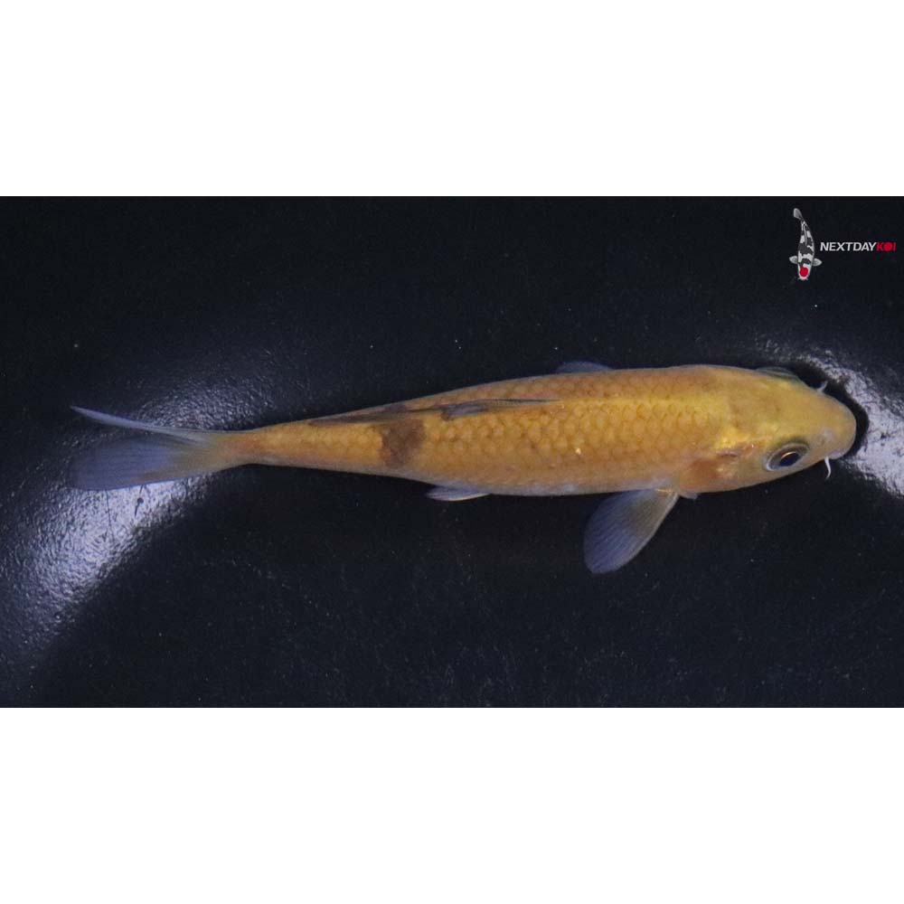 4.5” Imported Chagoi