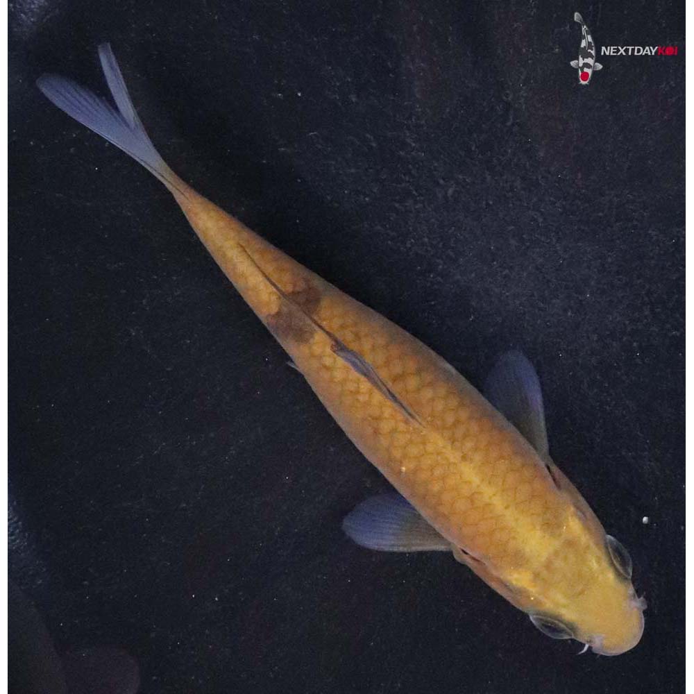 4.5” Imported Chagoi