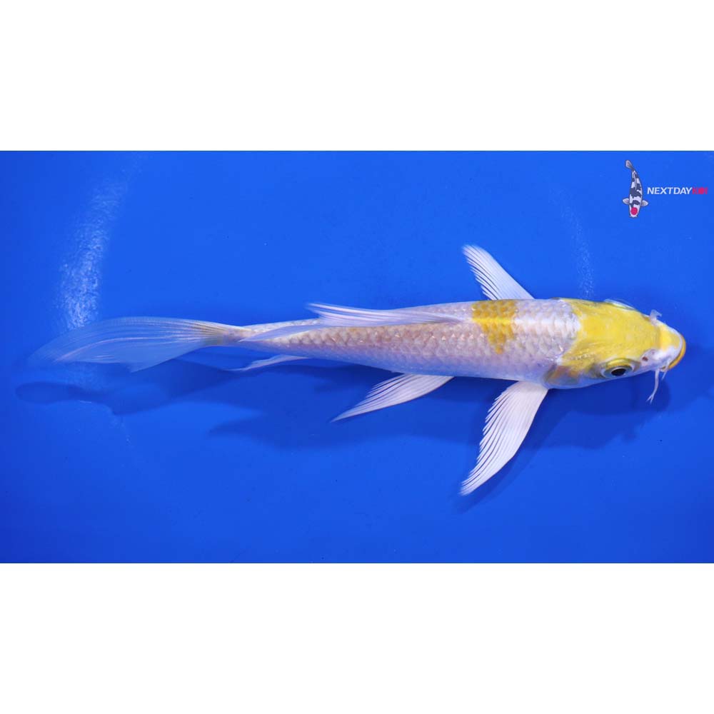 5.5” Imported Lemon Hariwake Butterfly Koi