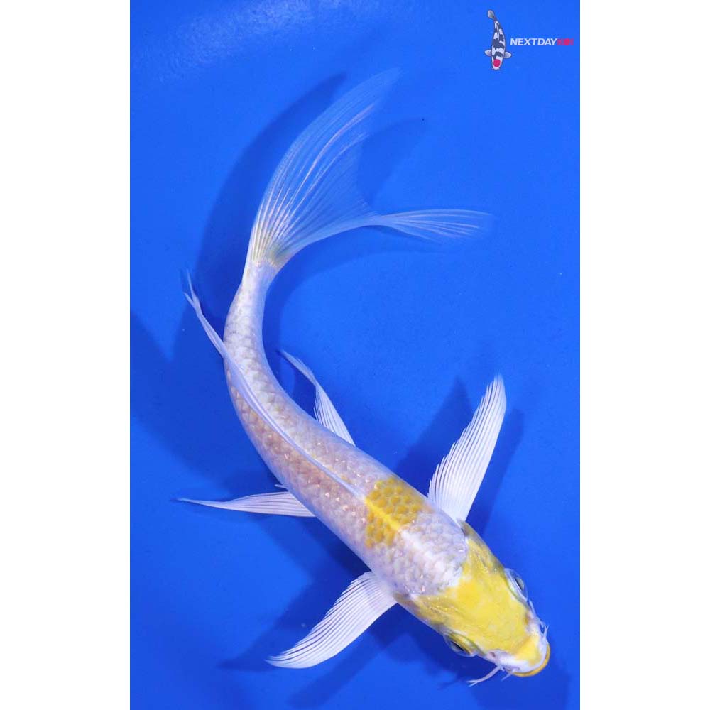 5.5” Imported Lemon Hariwake Butterfly Koi