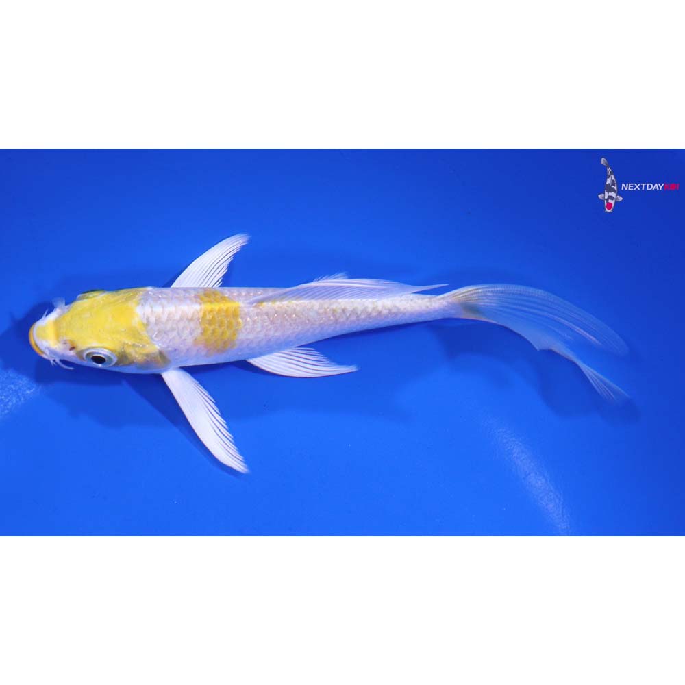 5.5” Imported Lemon Hariwake Butterfly Koi