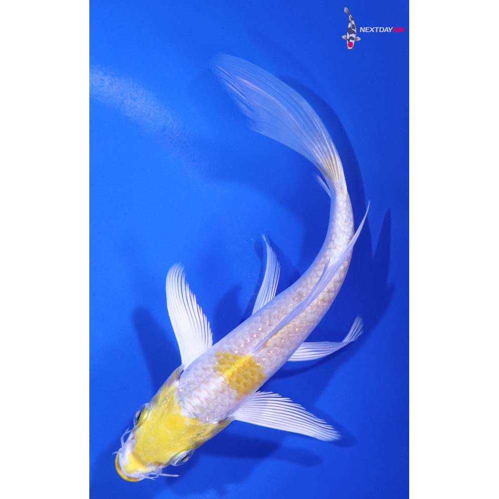 5.5” Imported Lemon Hariwake Butterfly Koi