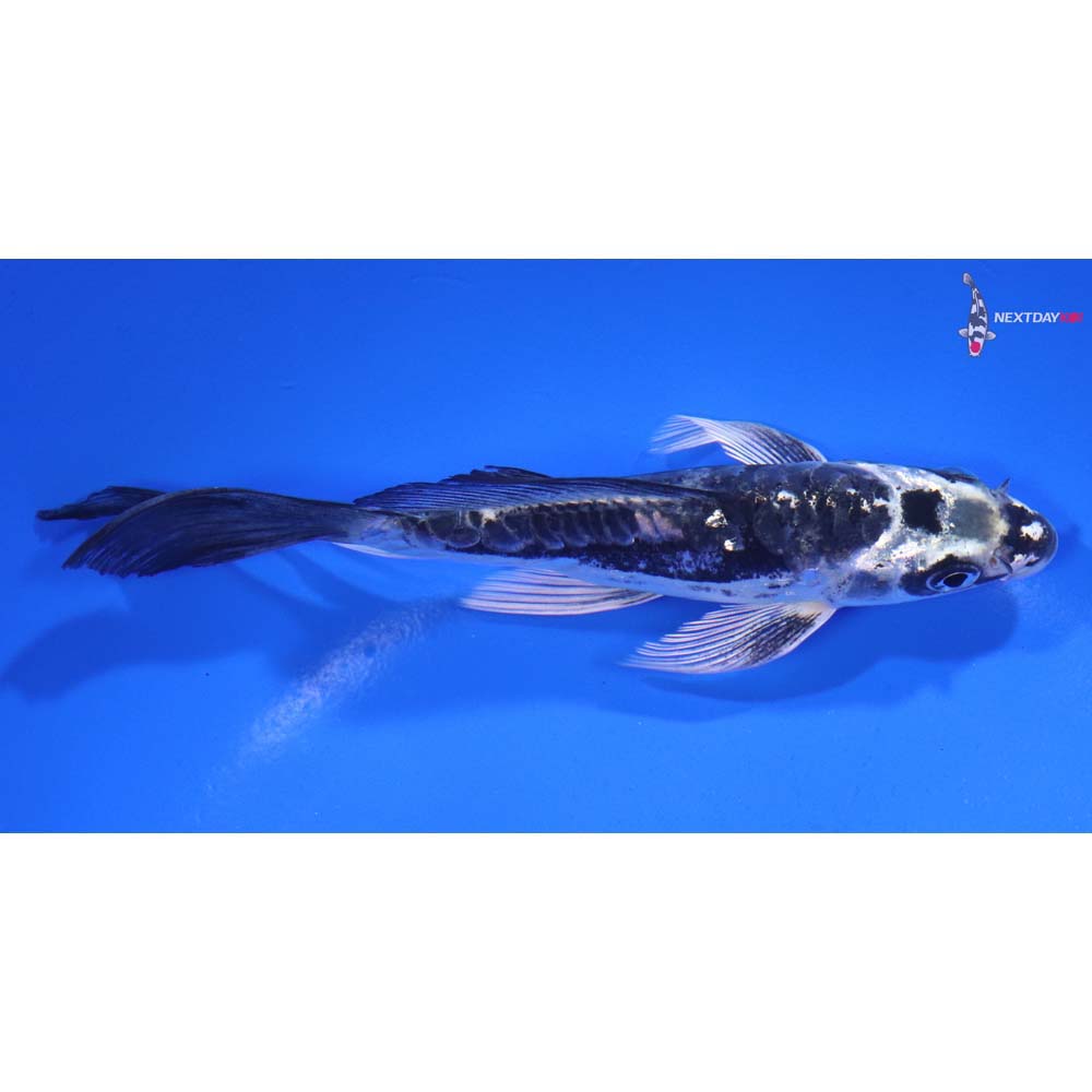 5.5” Imported Kikokuryu Butterfly Koi