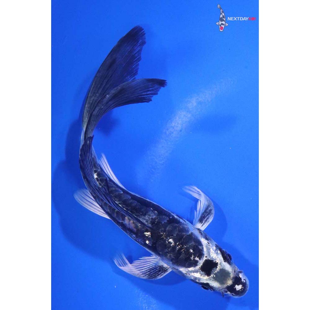 5.5” Imported Kikokuryu Butterfly Koi