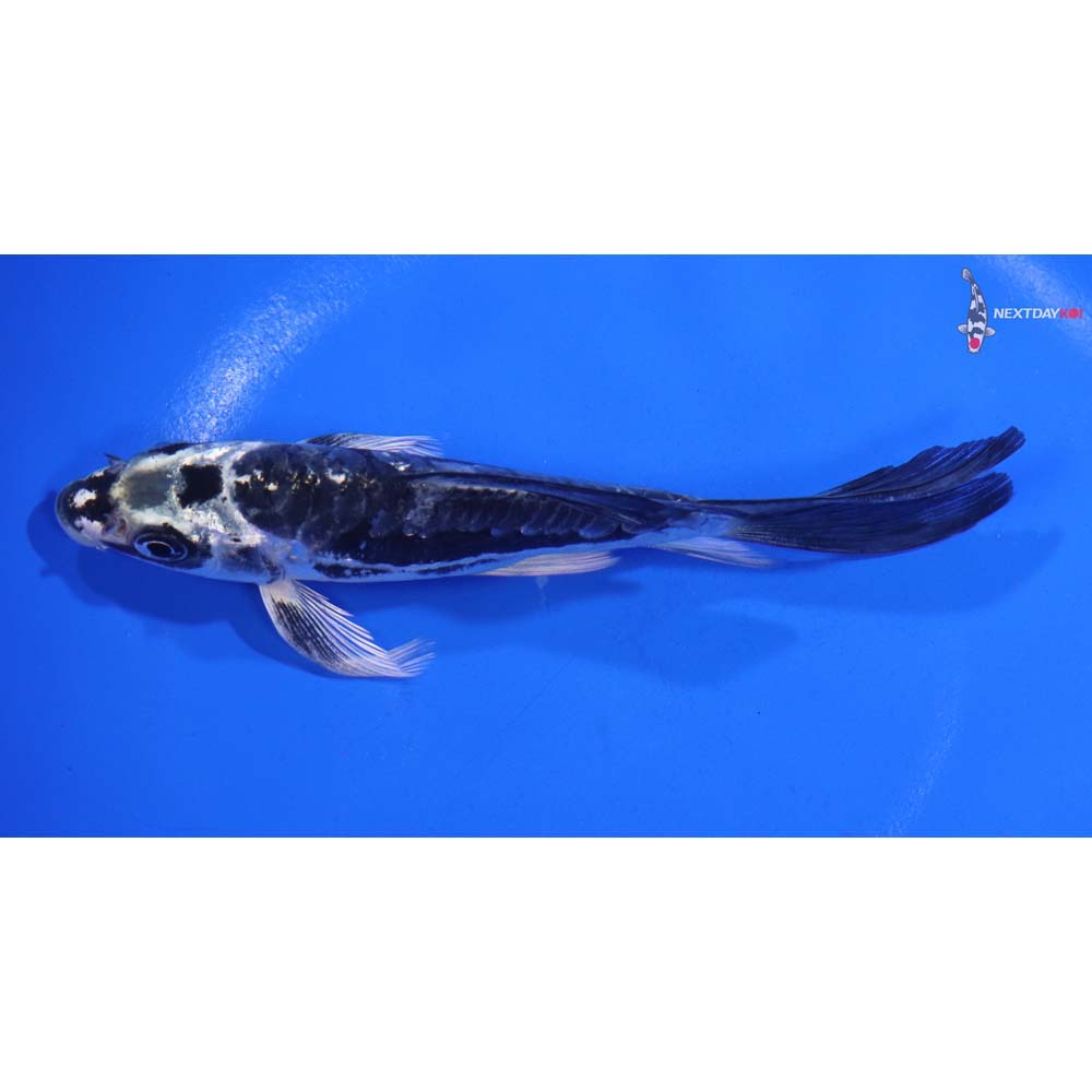 5.5” Imported Kikokuryu Butterfly Koi