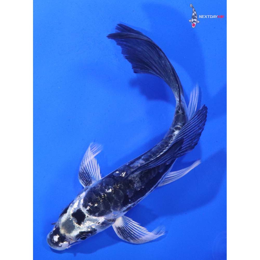 5.5” Imported Kikokuryu Butterfly Koi