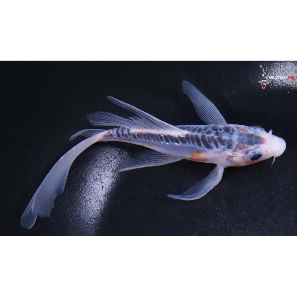 5.5” Imported Shusui Butterfly Koi