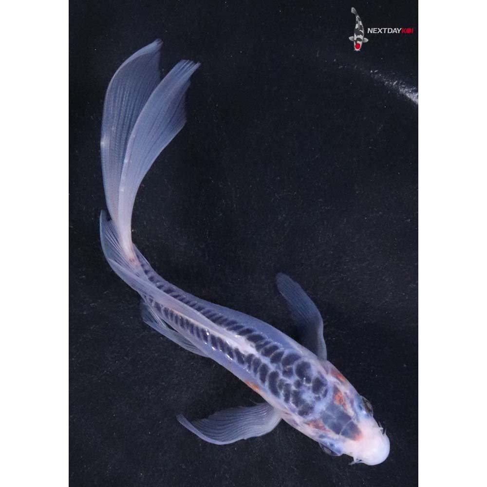 5.5” Imported Shusui Butterfly Koi