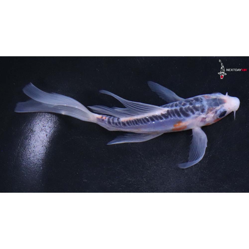 5.5” Imported Shusui Butterfly Koi