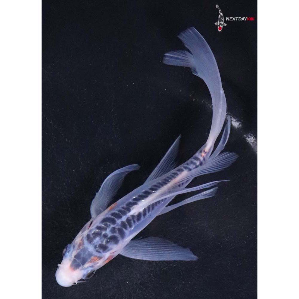 5.5” Imported Shusui Butterfly Koi