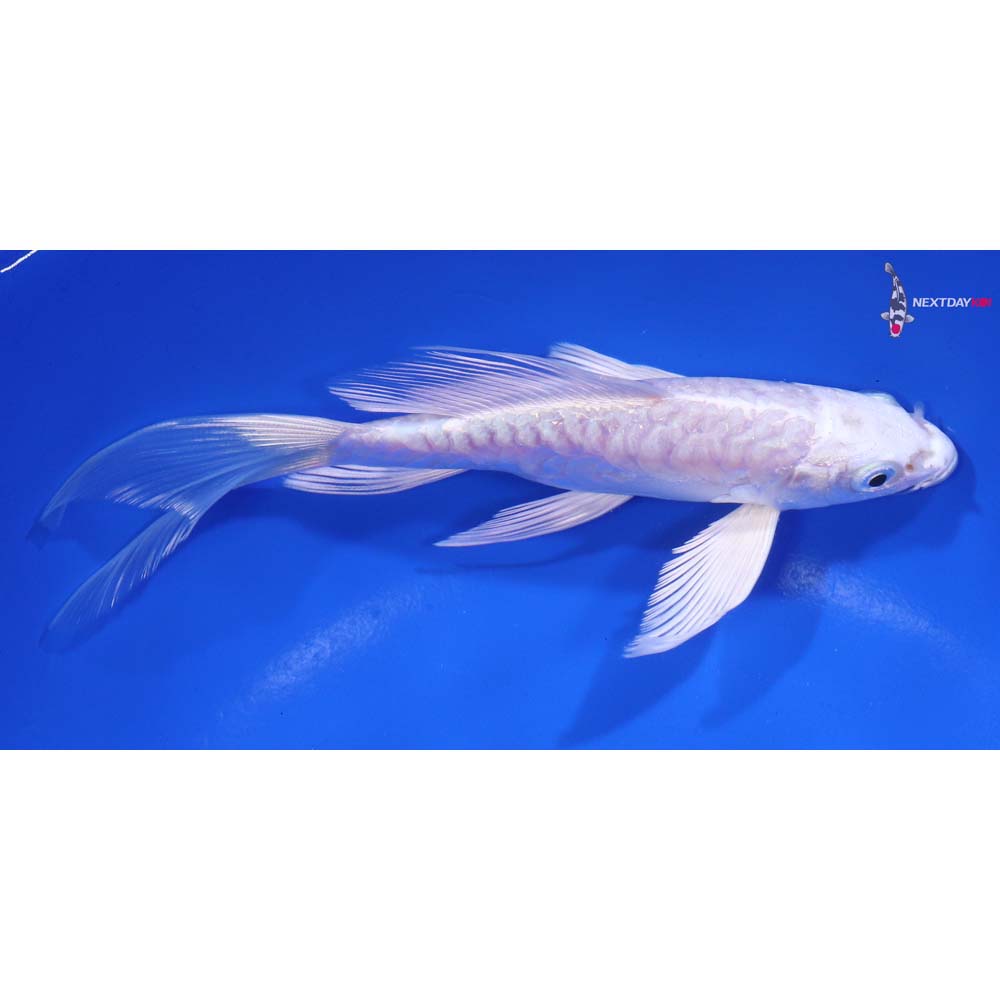 6” Imported Doitsu Platinum Ogon Butterfly Koi