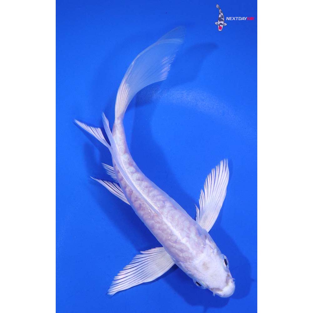 6” Imported Doitsu Platinum Ogon Butterfly Koi
