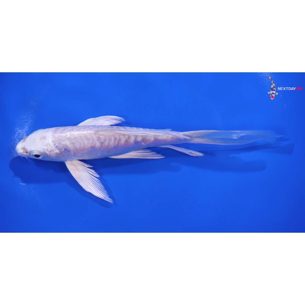 6” Imported Doitsu Platinum Ogon Butterfly Koi