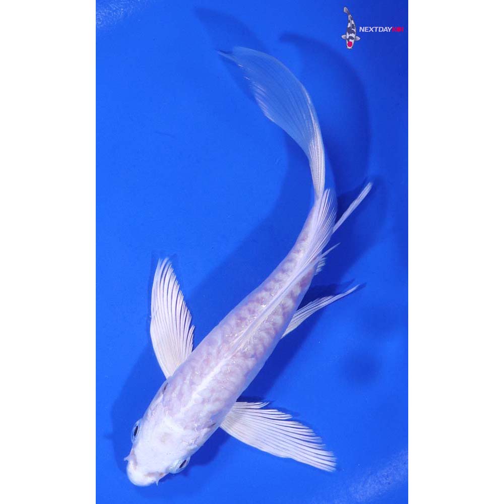 6” Imported Doitsu Platinum Ogon Butterfly Koi