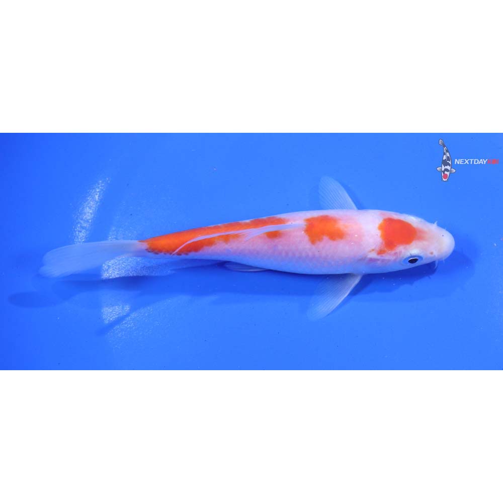 5.5” Imported Kohaku