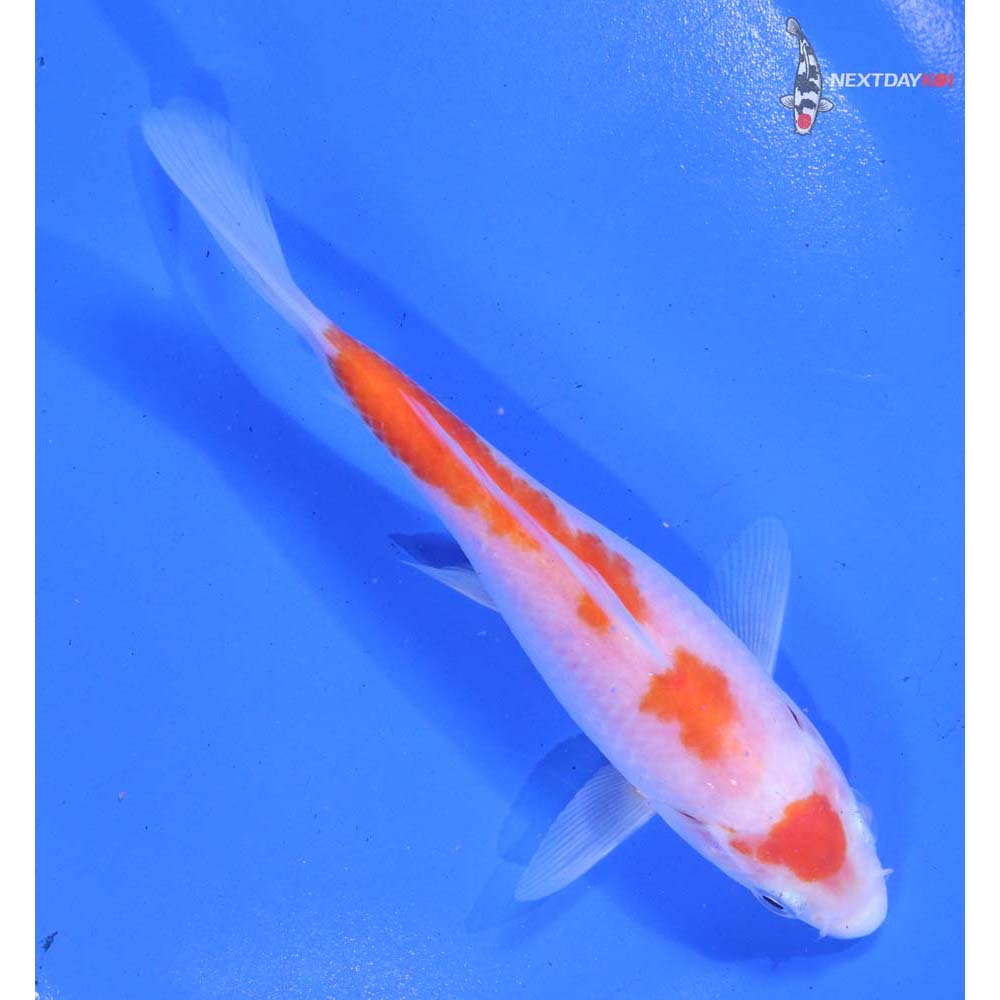 5.5” Imported Kohaku