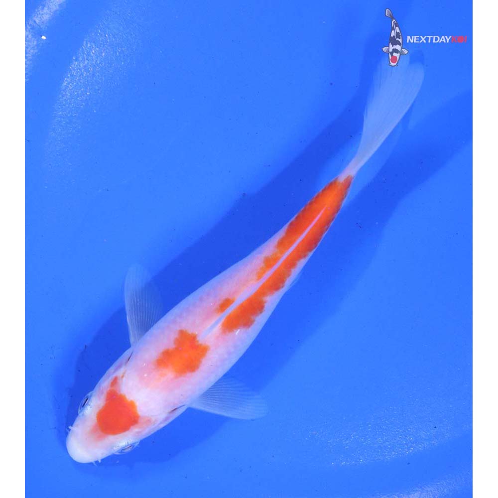 5.5” Imported Kohaku