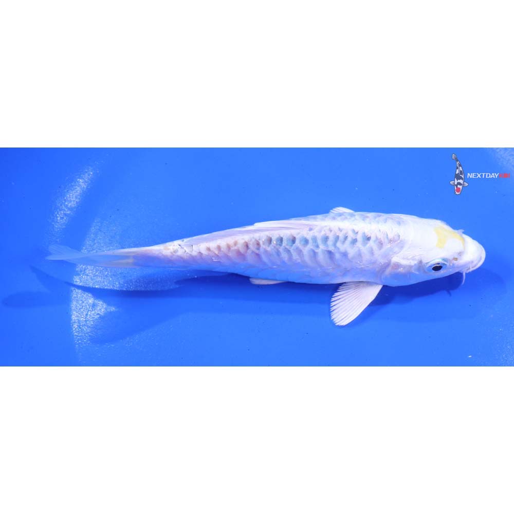 5.5” Imported Armor Scaled Kujaku